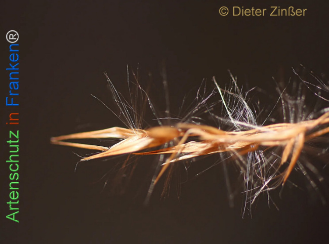 Bild zum Eintrag (1135138-160)