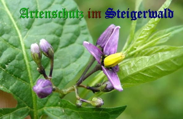 Bild zum Eintrag (1135429-160)