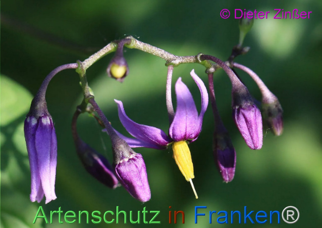 Bild zum Eintrag (1135432-160)