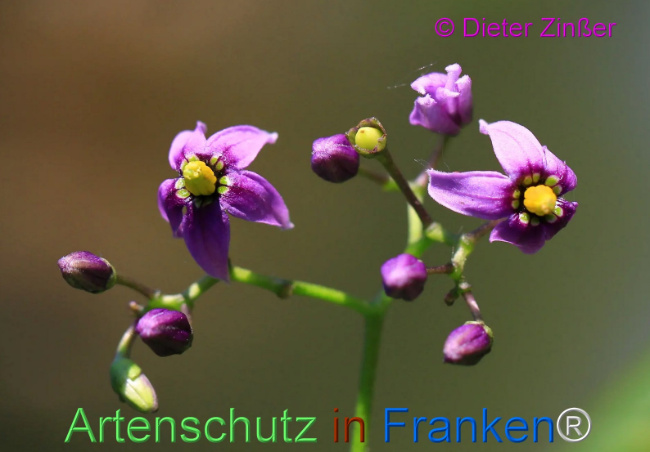 Bild zum Eintrag (1135433-160)