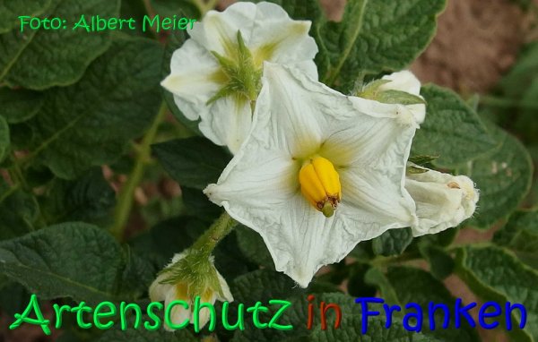 Bild zum Eintrag (1135445-160)