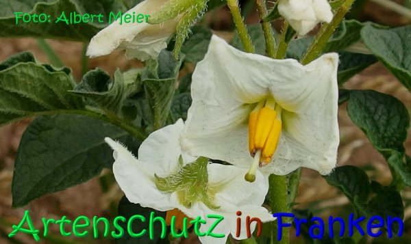 Bild zum Eintrag (1135446-160)