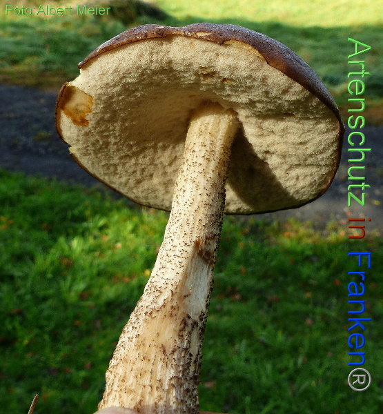 Bild zum Eintrag (1135503-160)