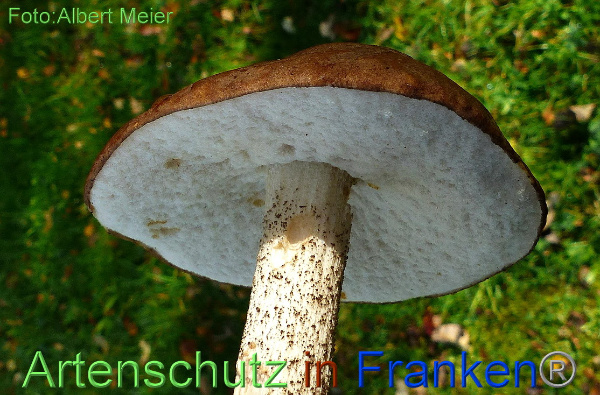 Bild zum Eintrag (1135504-160)