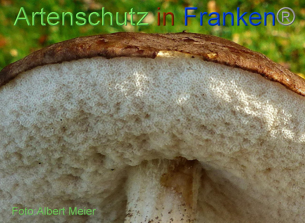 Bild zum Eintrag (1135505-160)