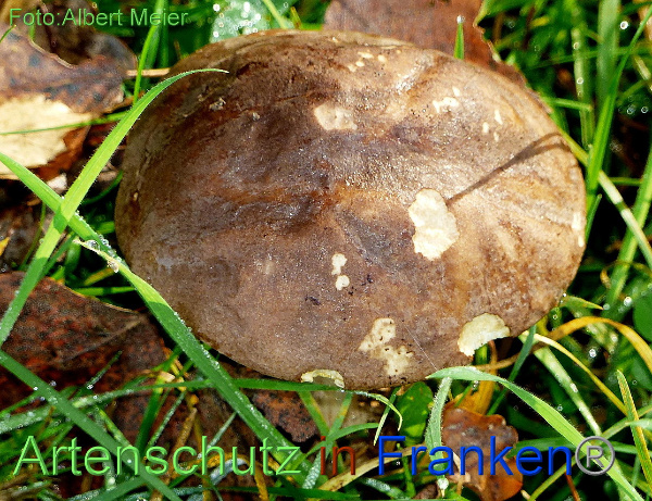 Bild zum Eintrag (1135506-160)