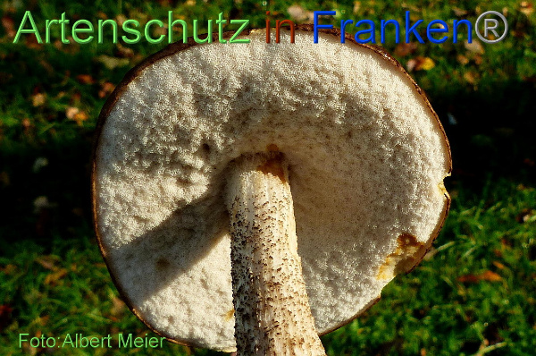 Bild zum Eintrag (1135508-160)