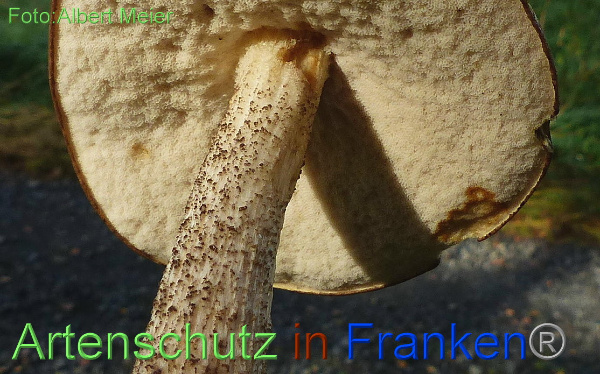 Bild zum Eintrag (1135509-160)