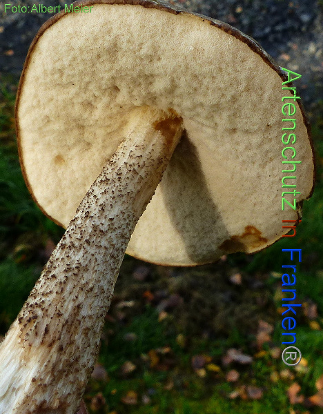 Bild zum Eintrag (1135510-160)