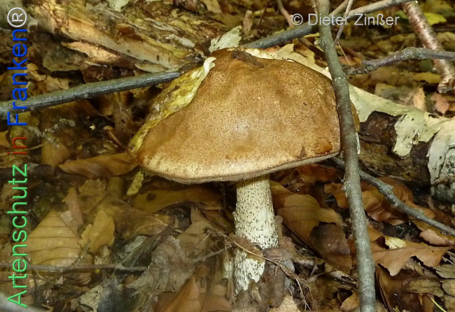 Bild zum Eintrag (1135513-160)