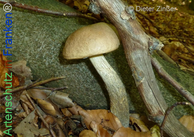 Bild zum Eintrag (1135514-160)