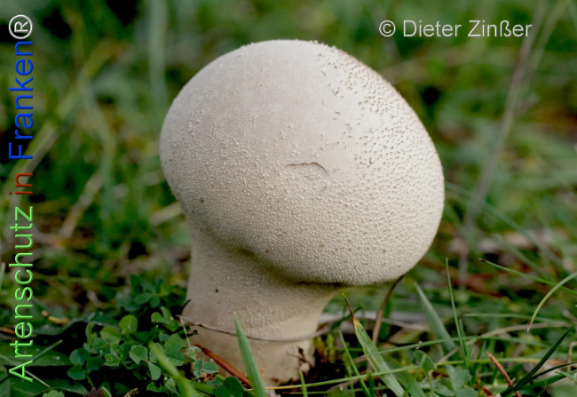 Bild zum Eintrag (1135623-160)