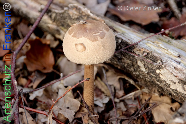 Bild zum Eintrag (1135637-160)