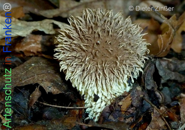 Bild zum Eintrag (1136039-160)