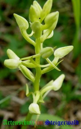 Bild zum Eintrag (1136482-160)