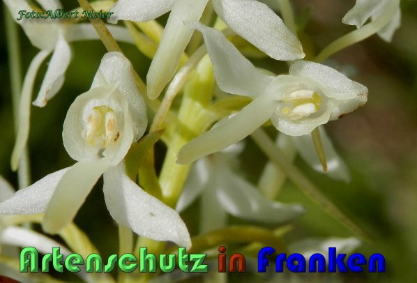 Bild zum Eintrag (1136485-160)