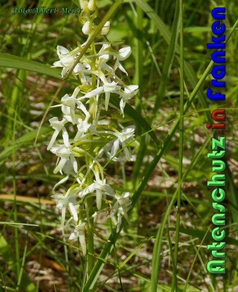 Bild zum Eintrag (1136486-160)