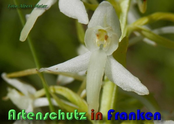 Bild zum Eintrag (1136487-160)