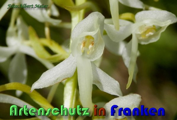 Bild zum Eintrag (1136488-160)