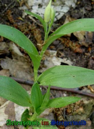 Bild zum Eintrag (1136507-160)