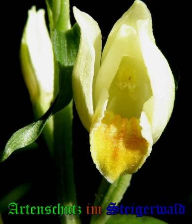 Bild zum Eintrag (1136510-160)