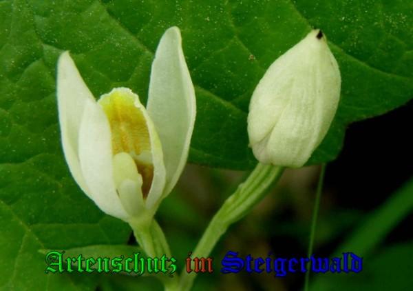 Bild zum Eintrag (1136511-160)