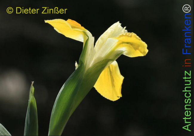 Bild zum Eintrag (1136626-160)