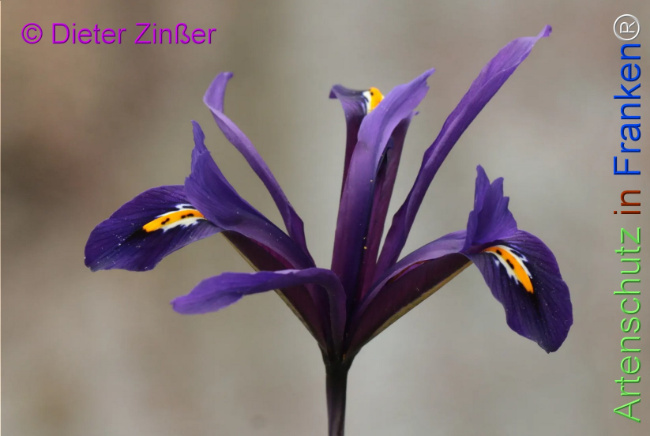 Bild zum Eintrag (1136630-160)