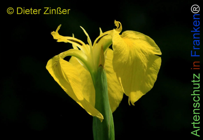 Bild zum Eintrag (1136638-160)