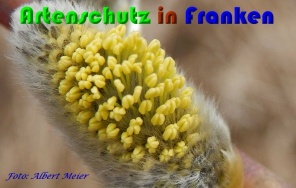 Bild zum Eintrag (1136748-160)