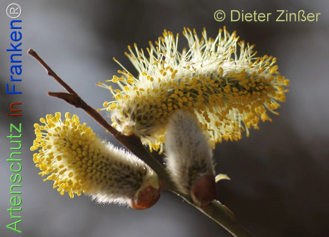 Bild zum Eintrag (1136758-160)