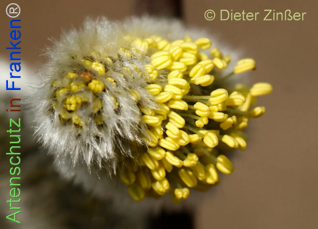 Bild zum Eintrag (1136760-160)