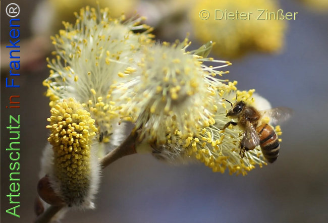 Bild zum Eintrag (1136767-160)