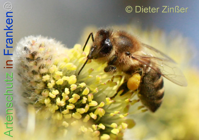 Bild zum Eintrag (1136768-160)