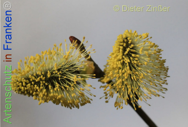 Bild zum Eintrag (1136769-160)