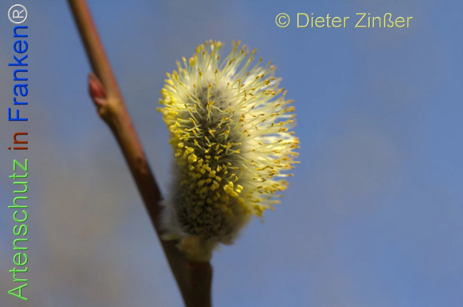 Bild zum Eintrag (1136775-160)