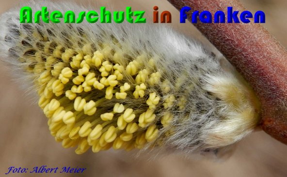 Bild zum Eintrag (1136778-160)