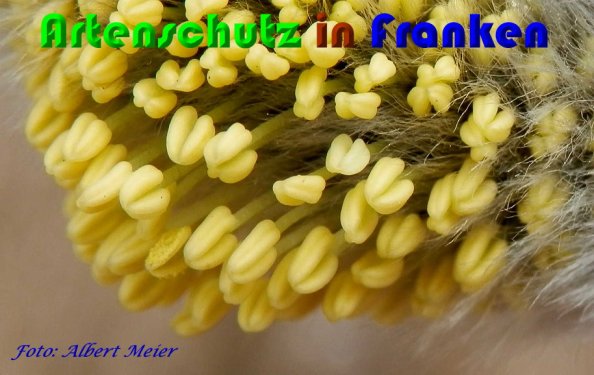 Bild zum Eintrag (1136779-160)