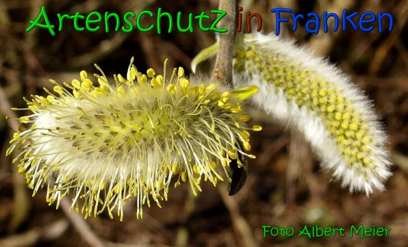 Bild zum Eintrag (1136782-160)