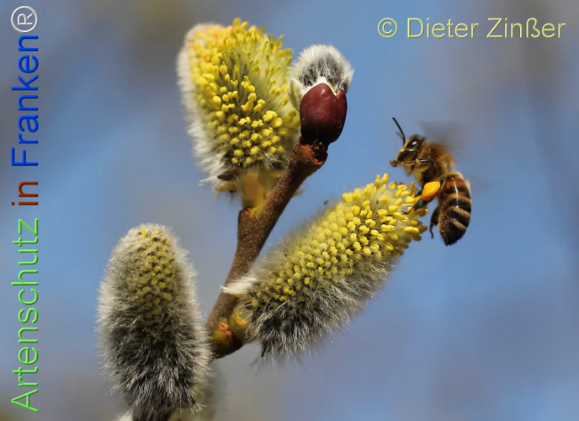 Bild zum Eintrag (1136787-160)