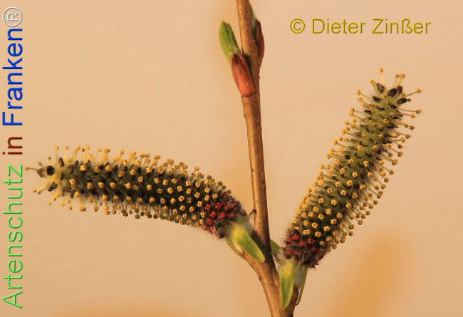 Bild zum Eintrag (1136825-160)