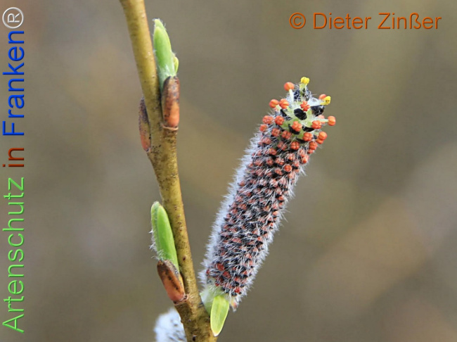 Bild zum Eintrag (1136826-160)