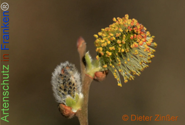 Bild zum Eintrag (1136831-160)