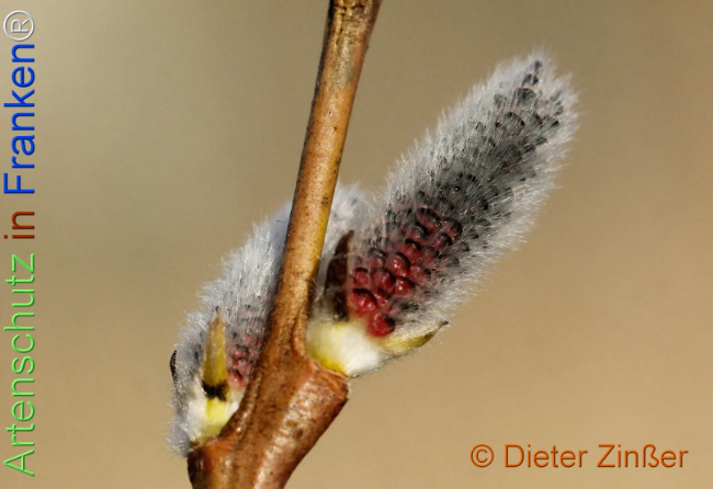 Bild zum Eintrag (1136834-160)