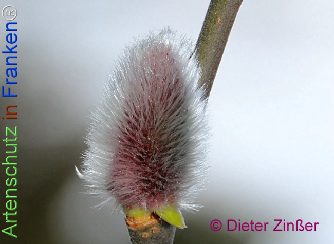 Bild zum Eintrag (1136835-160)