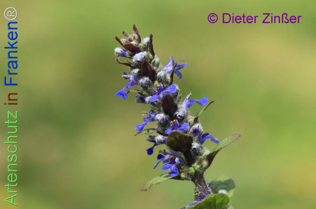 Bild zum Eintrag (1137126-160)