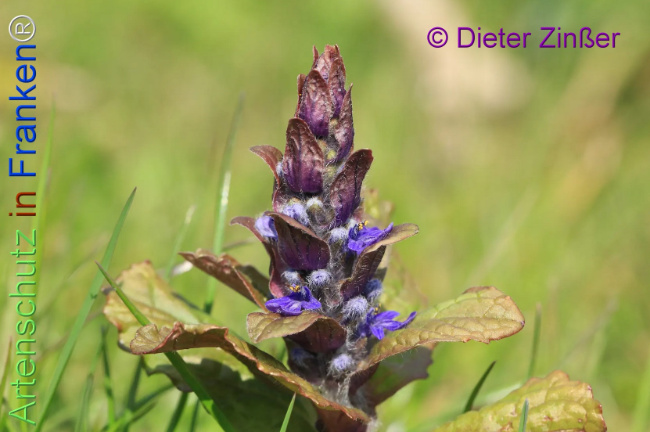 Bild zum Eintrag (1137127-160)