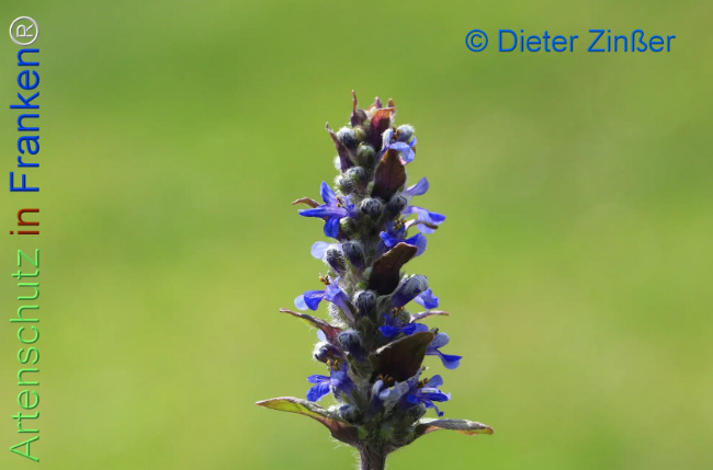 Bild zum Eintrag (1137128-160)