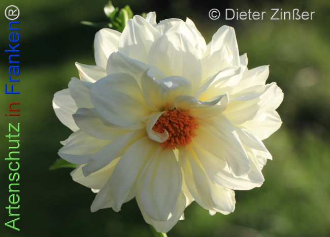 Bild zum Eintrag (1137177-160)