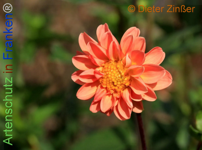 Bild zum Eintrag (1137180-160)